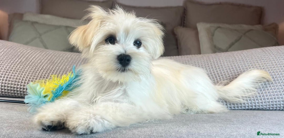 Maltese dogs for sale: Perfect, sweet, petite and handsome young man  - Image 6