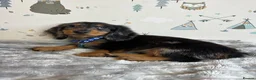 Miniature Dachshund dogs for sale: Long Haired Miniature Dachshund puppies,  - Advert 7