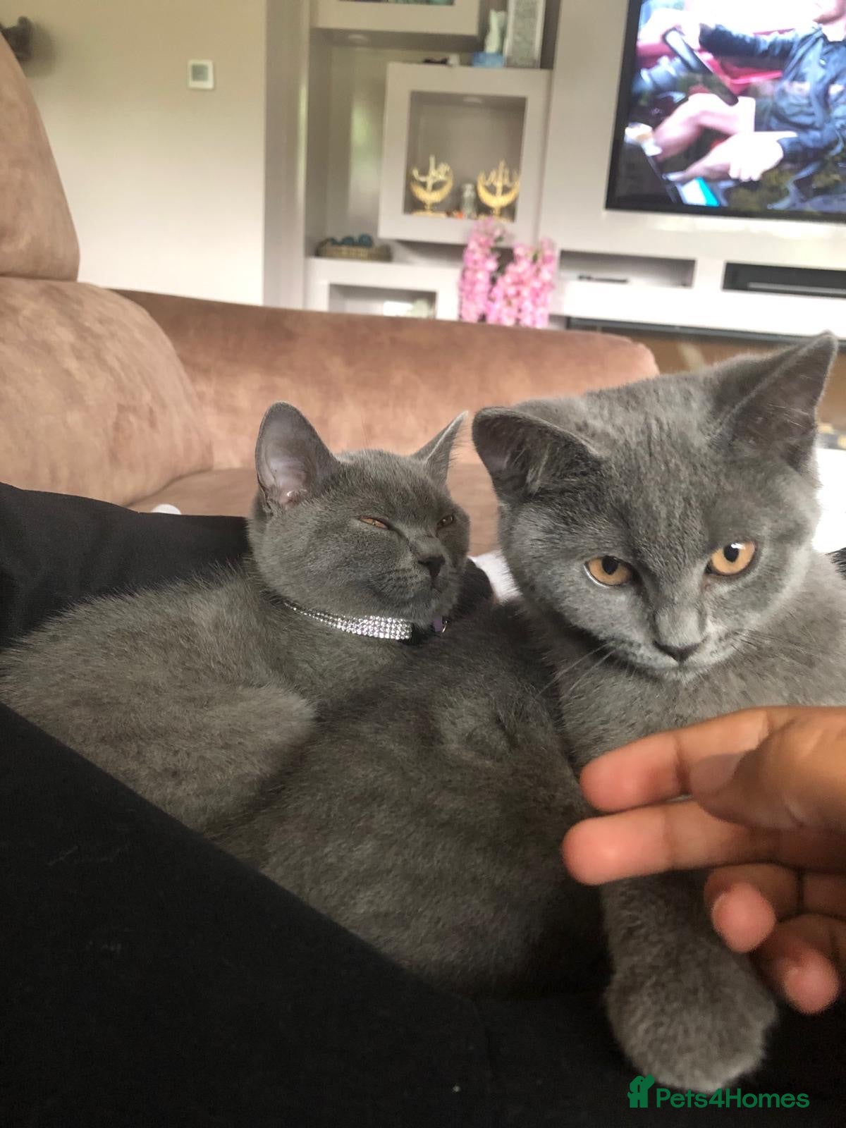 British Shorthair cats 2 beautiful cats,  - Advert 1