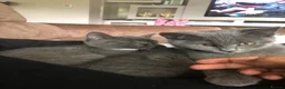 British Shorthair cats for sale: 2 beautiful cats,  in Stoke-on-Trent - Advert 1