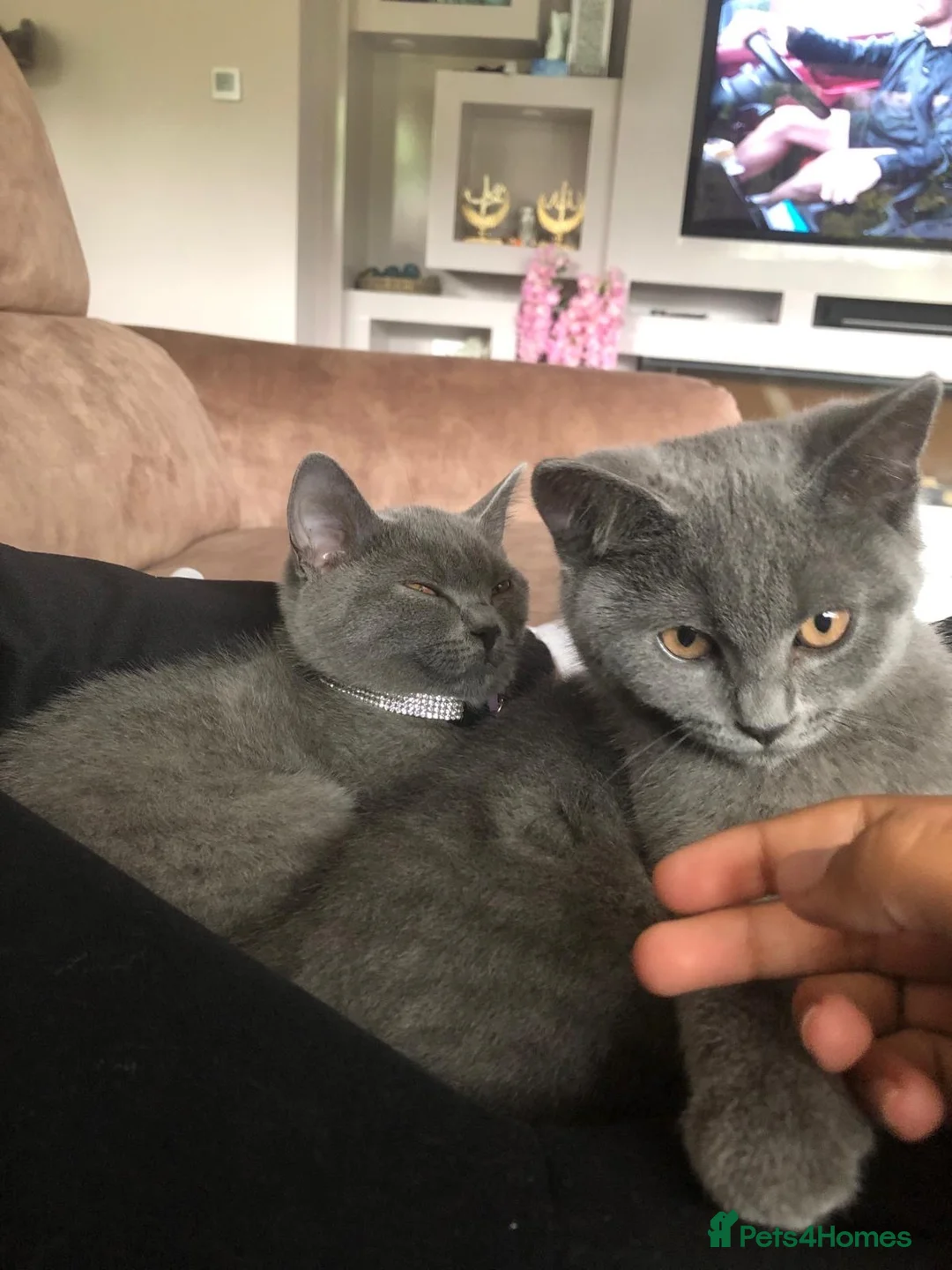 British Shorthair cats for sale: 2 beautiful cats,  in Stoke-on-Trent - Advert 1