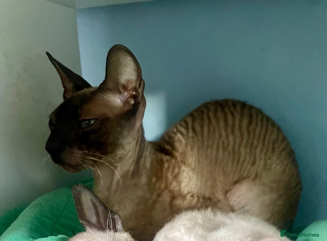 Cornish Rex cats for sale: Cornish Rex*** - Advert 2