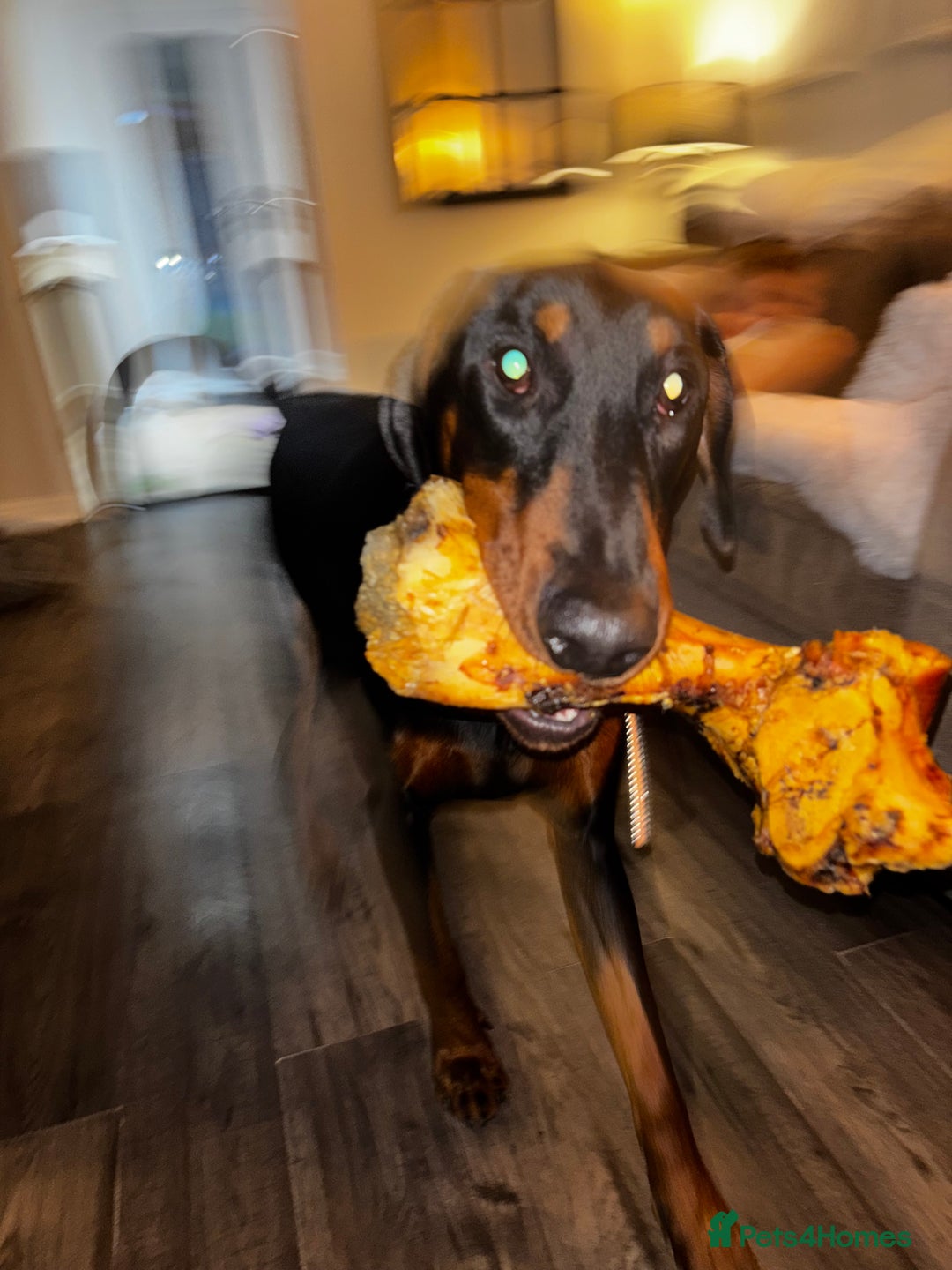 Dobermann dogs for sale: Walter - Advert 3