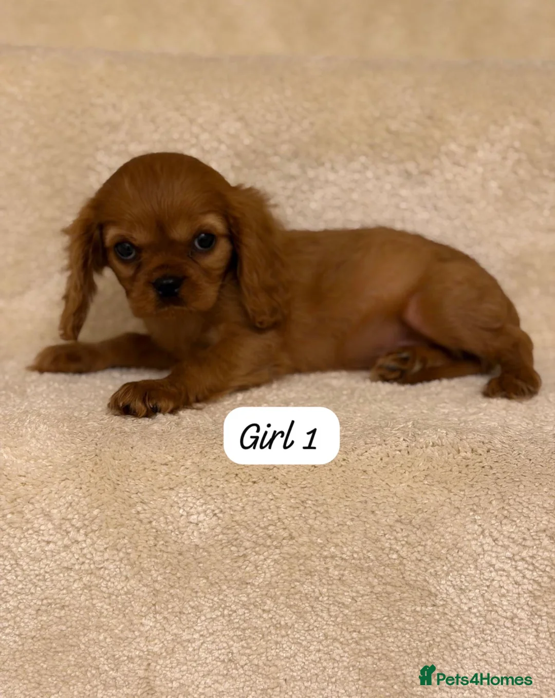 Cavalier King Charles Spaniel dogs for sale: Cavalier King Charles puppy 1 boy 2 girls left  - Advert 4