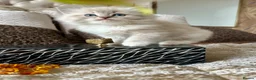 Ragdoll cats for sale: Adorable Ragdolls Babies 🌸🌸🌸 - Advert 19