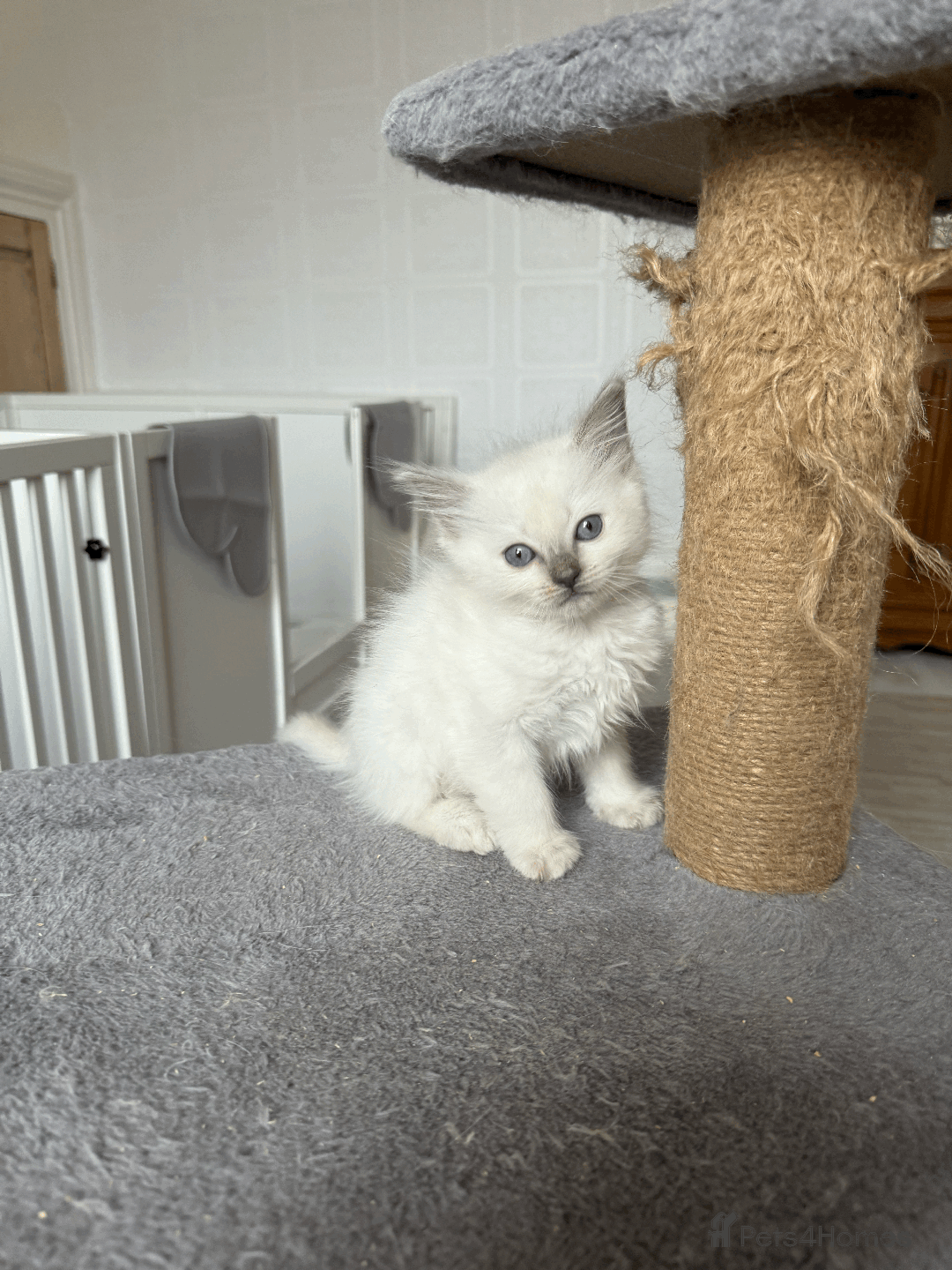 Ragdoll cats for sale: Pedigree Championship GCCF Ragdoll Kittens - Advert 5