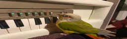 Conures birds for sale: 5-year-old pineapple green cheek conure in London - Advert 5
