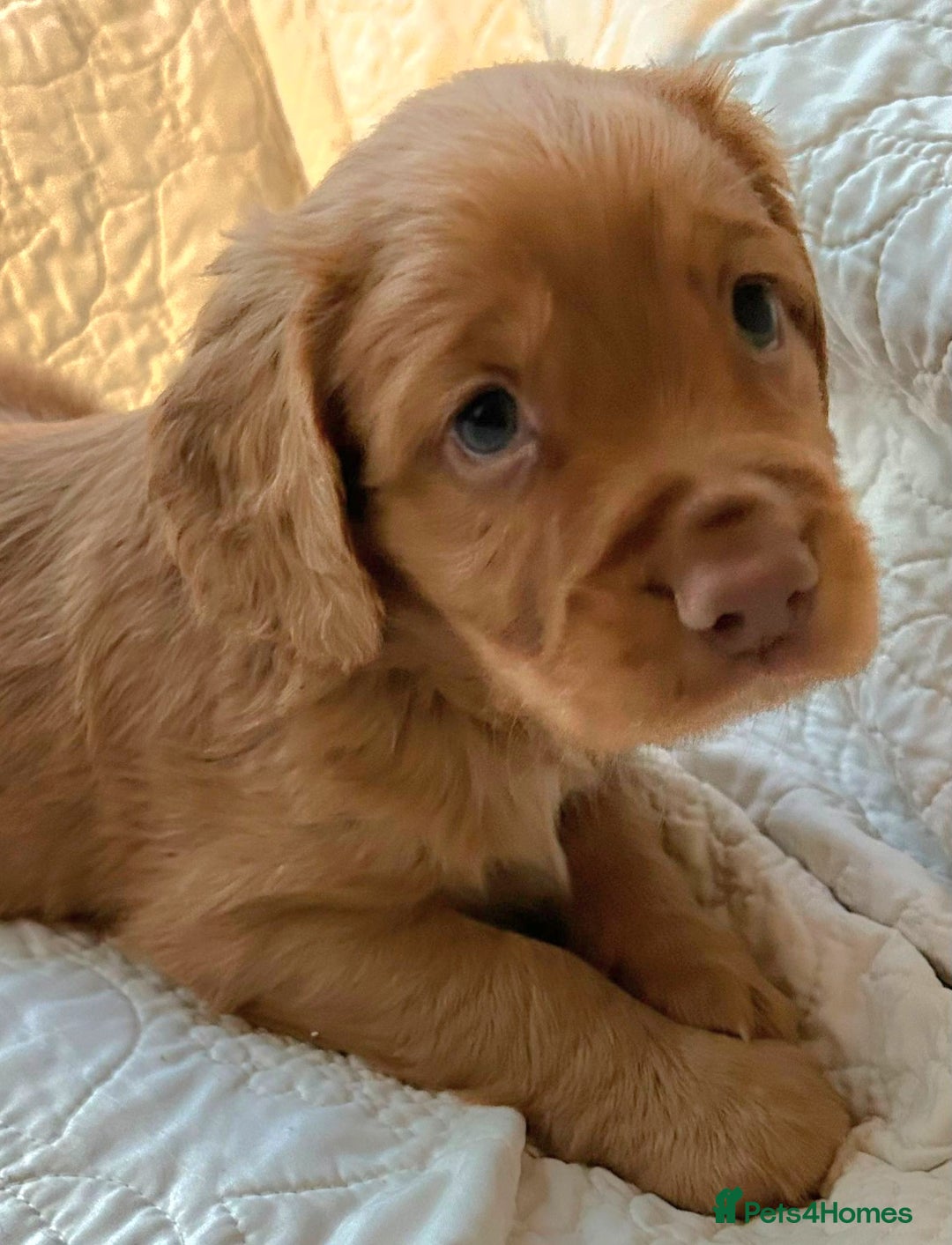 Cocker Spaniel dogs for sale: HEALTH CHECKED KC REG WORKING COCKER SPANIELS  - Advert 1