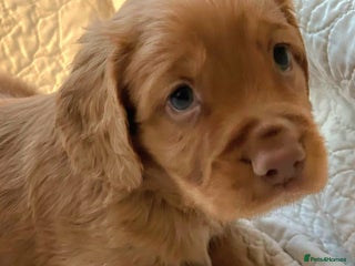 Cocker Spaniel dogs HEALTH CHECKED KC REG WORKING COCKER SPANIELS - Advert 3