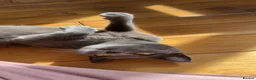 Russian Blue cats for sale: Beautiful Mother & Daughter russian blues - Advert 3