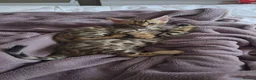 Bengal cats for sale: 😺5 Exceptional Bengal Kittens 😸 male - Advert 21