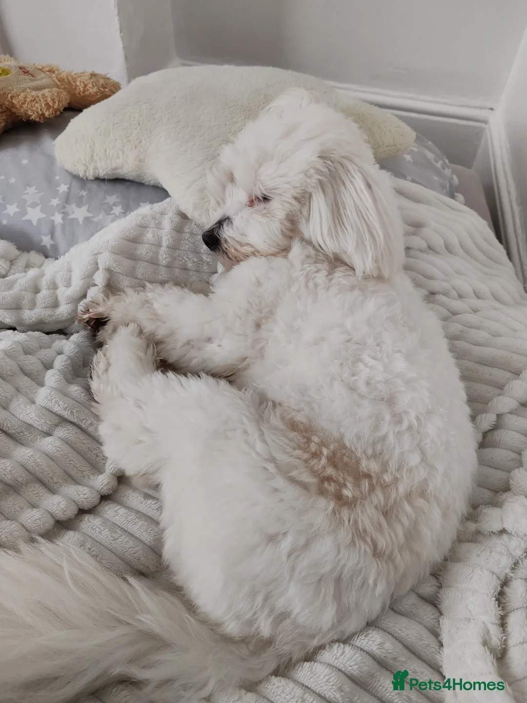 Coton De Tulear dogs for sale: Milo - Coton de tulear  - Advert 6