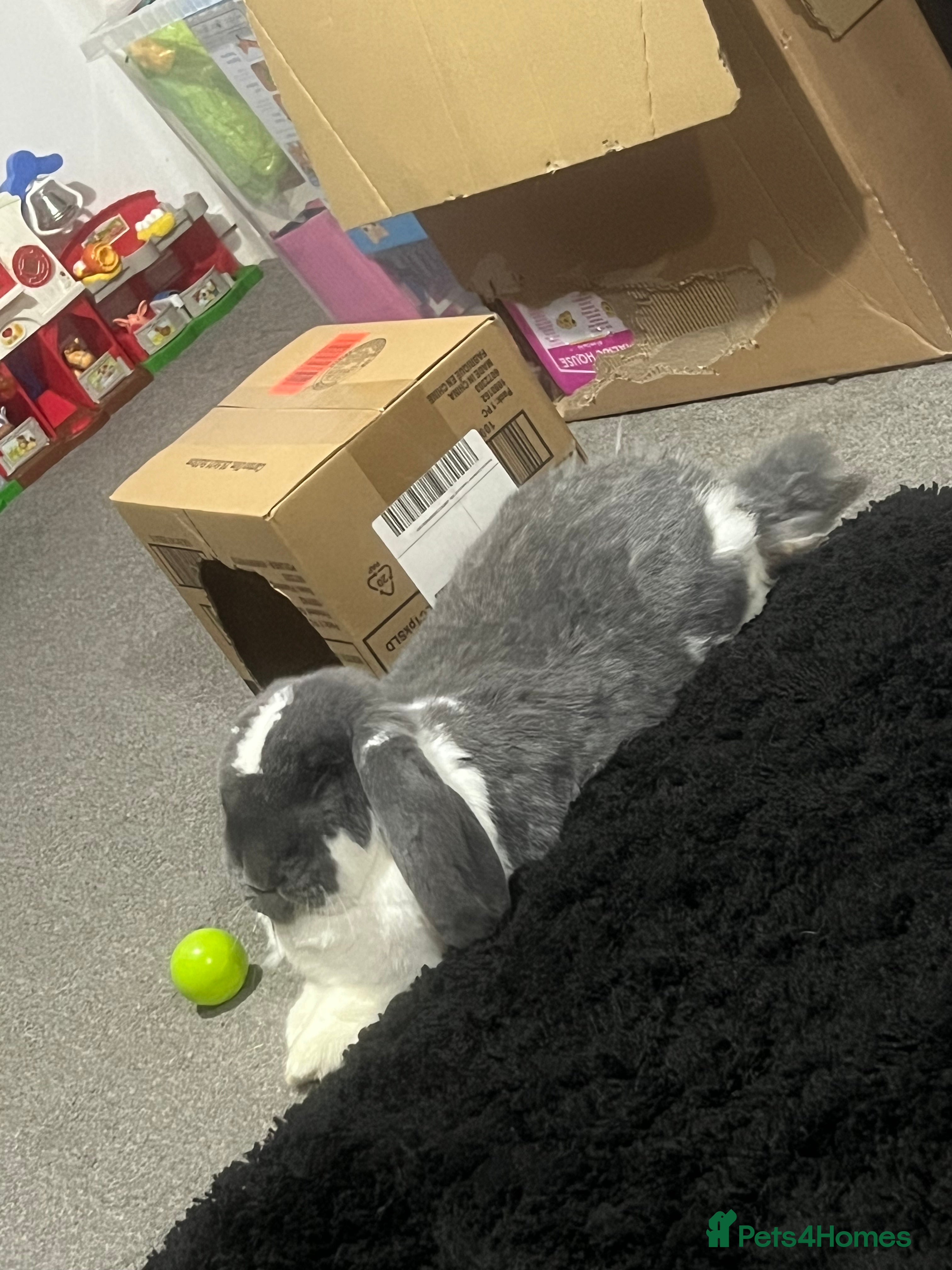 Mixed Breed rabbits 2 free free roam bunnies - Advert 6