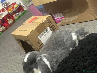 Mixed Breed rabbits 2 free free roam bunnies - Advert 4