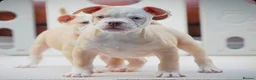 Olde English Bulldogge dogs for sale: 24 years 5⭐️Licensed & Registered, uk No 1  - Advert 2