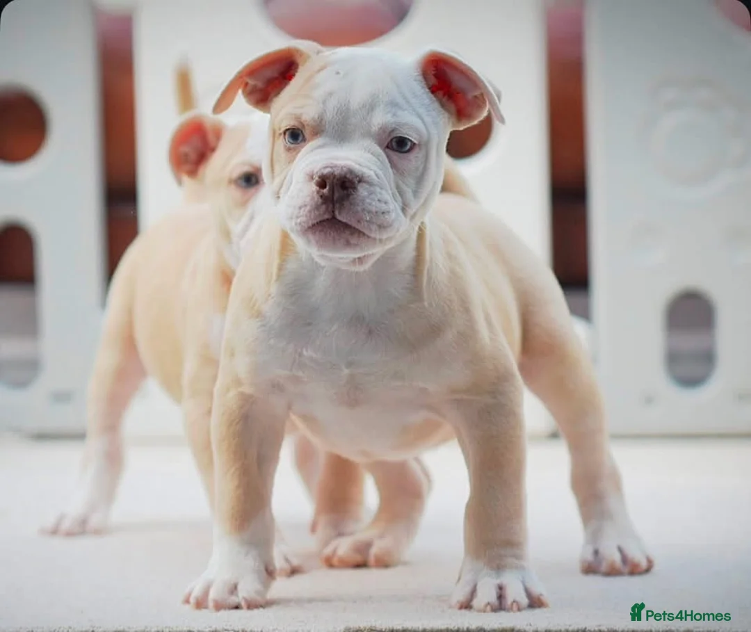 Olde English Bulldogge dogs for sale: 24 years 5⭐️Licensed & Registered, uk No 1  - Advert 2