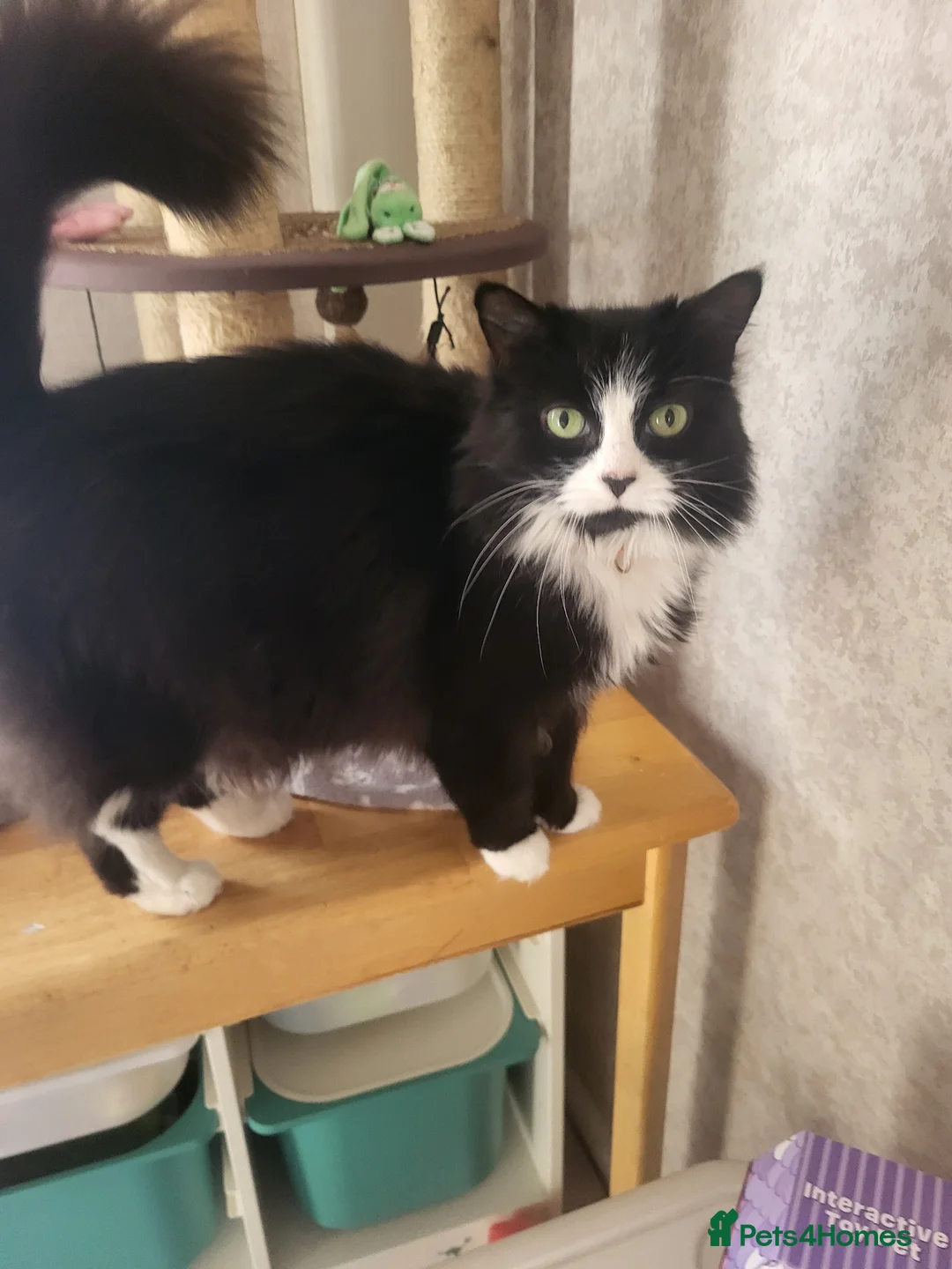 Mixed Breed cats for sale: Hi im jessie - Advert 2