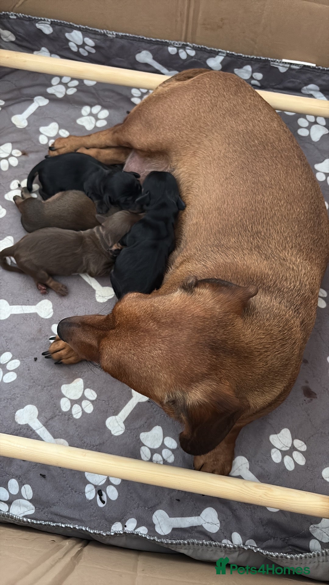 Dachshund dogs Mini dauchound puppy’s  - Advert 5