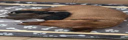 Dachshund dogs for sale: Mini dauchound  - Advert 3