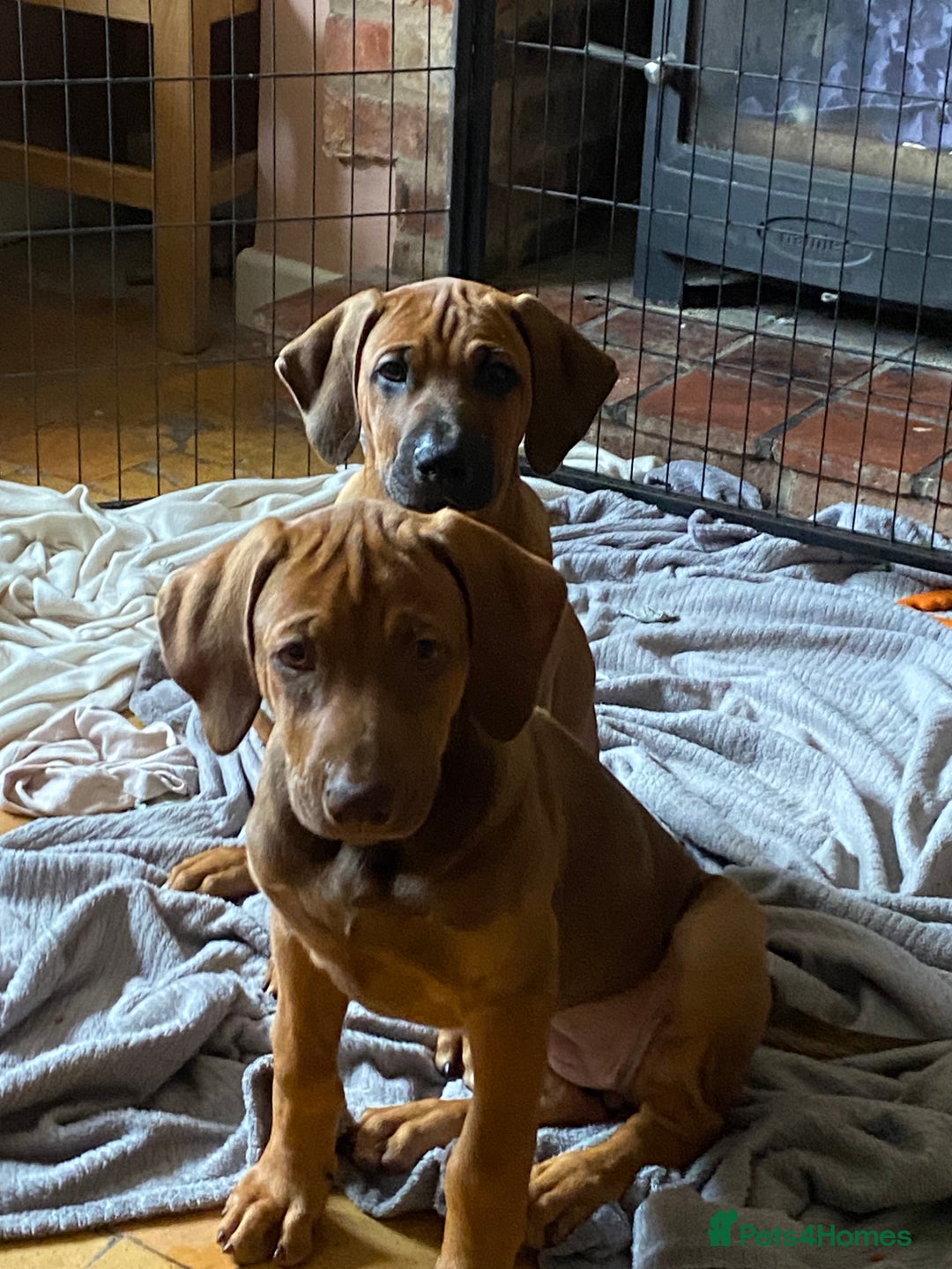 Rhodesian Ridgeback dogs for sale: LADYLIUWA KC REG. LITTER: LAST TWO PUPS FOR SALE in Grantham - Image 8
