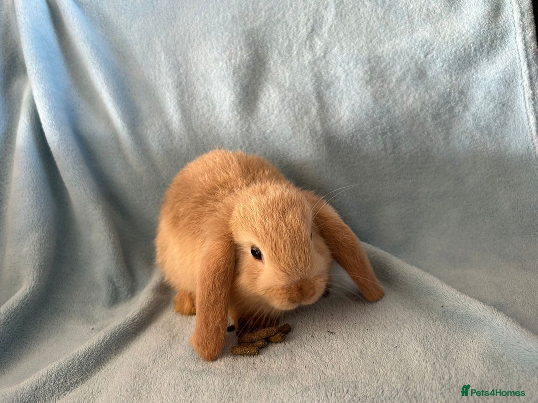 Mini Lop rabbits for sale: Pure Breed Mini Lop baby bunnies ready 1st Aug - Image 28