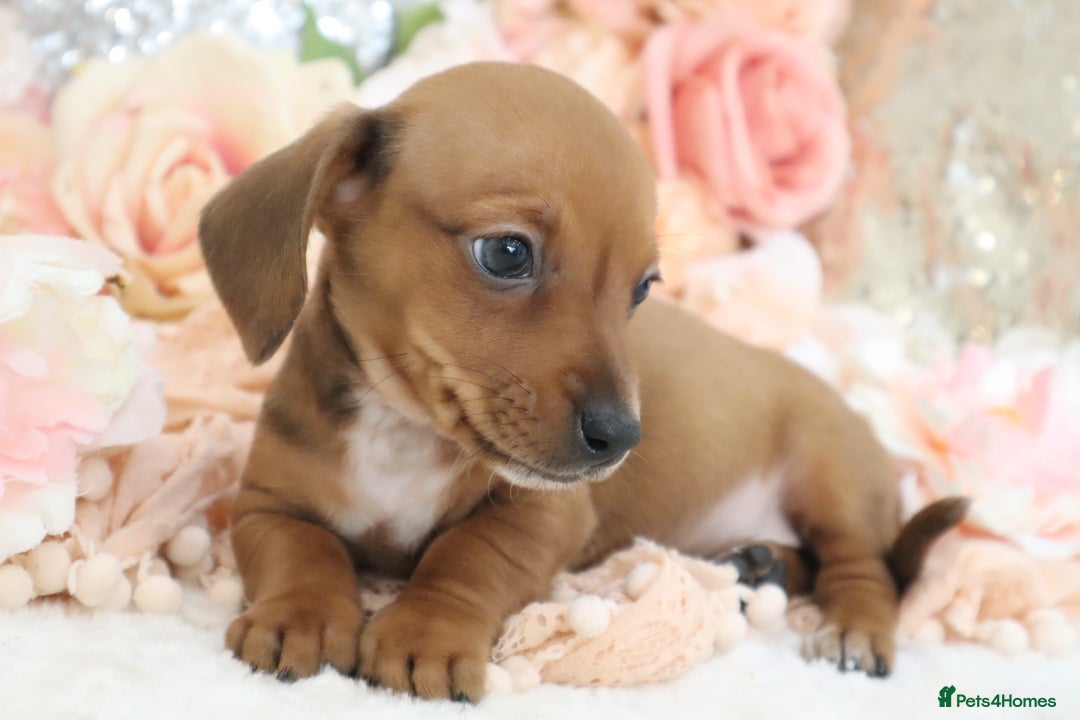 Miniature Dachshund dogs for sale: Miniature Dachshund Puppies - Image 8