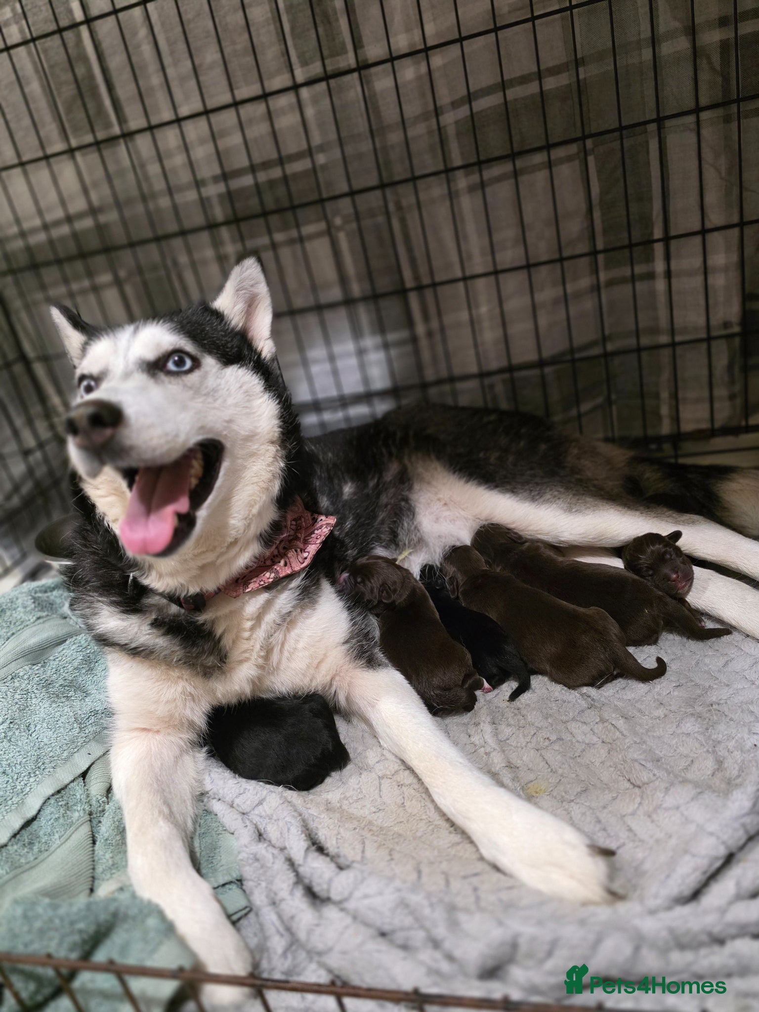 Mixed Breed dogs Husky cross cocker spaniel pups - Advert 2
