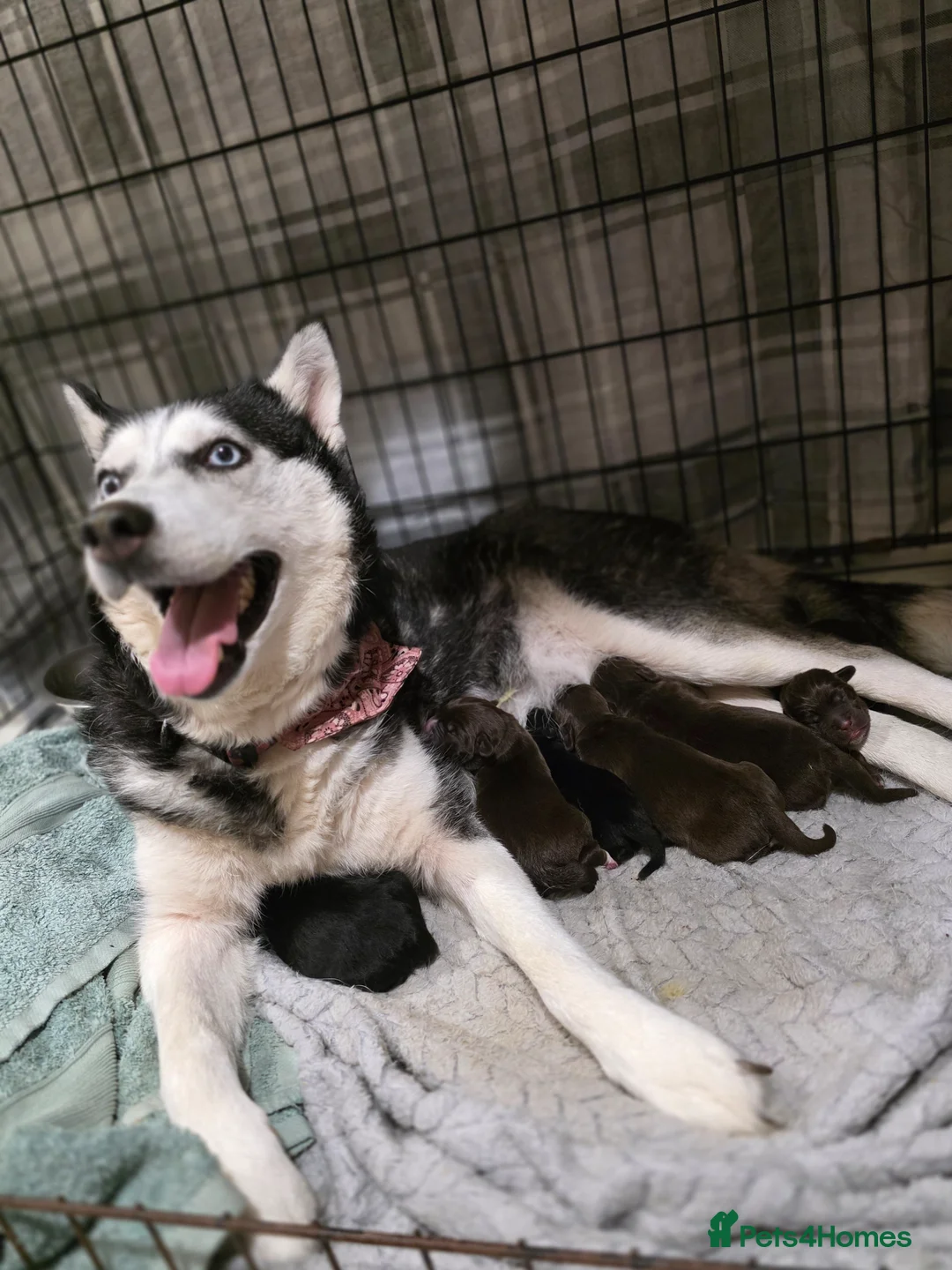 Mixed Breed dogs for sale: Husky cross cocker spaniel pups in Loughborough - Advert 1
