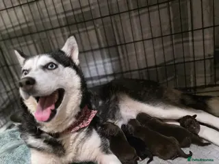 Mixed Breed dogs Husky cross cocker spaniel pups - Advert 1