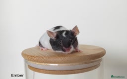 Mouse rodents for sale: 🐭 Female Mice Available for Adoption 🐭 - Image 4