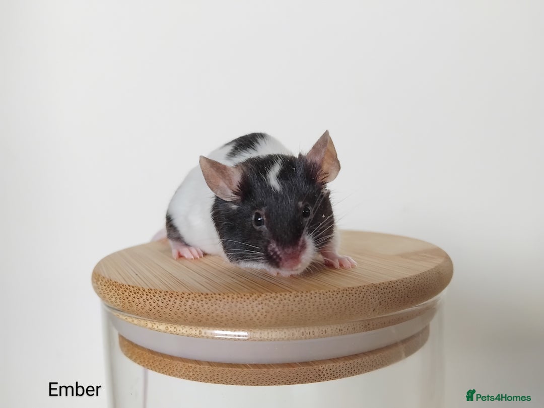 Mouse rodents for sale: 🐭 Female Mice Available for Adoption 🐭 - Image 4