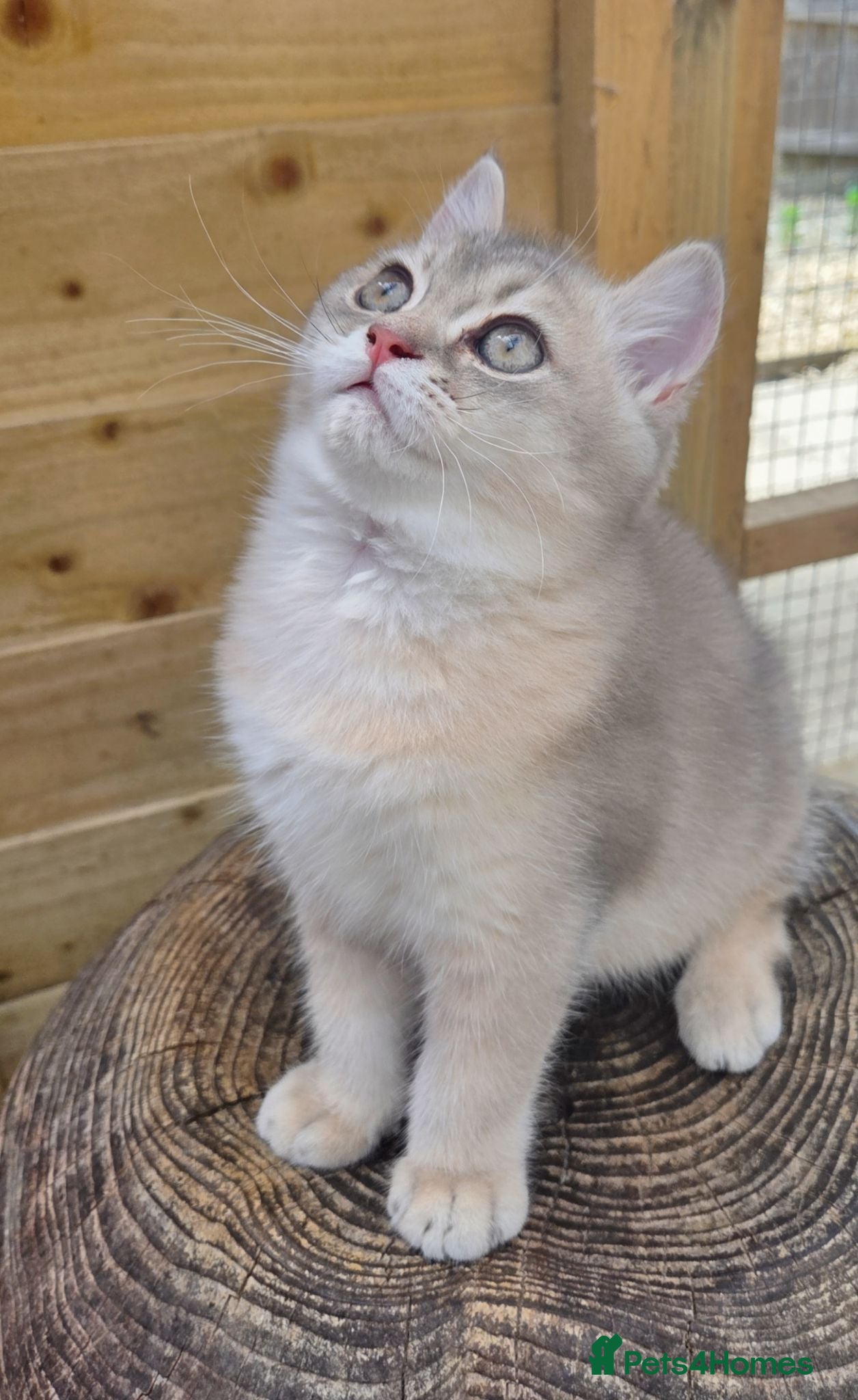 British Shorthair cats 💎 Blue Golden Sweetie 🍬🧸Ready to leave now 🥰🏡 - Advert 18