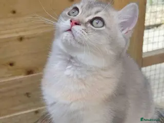 British Shorthair cats 💎 Blue Golden Sweetie 🍬🧸Ready to leave now 🥰🏡 - Advert 18
