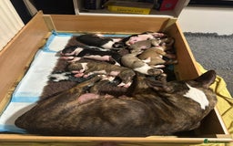 English Bull Terrier dogs for sale: !!! ENGLISH BULL TERRIERS FOR SALE !!! - Image 2