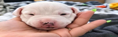 Mixed Breed 4