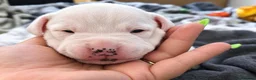 Mixed Breed dogs for sale: 5 beautiful staffy  ** tiff puppies for sale  in Maidstone - Advert 7