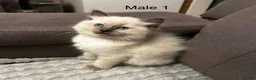 Ragdoll cats for sale: Kittens  - Advert 3