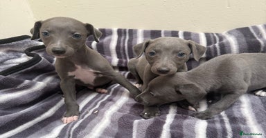 Whippet dogs - Advert 7