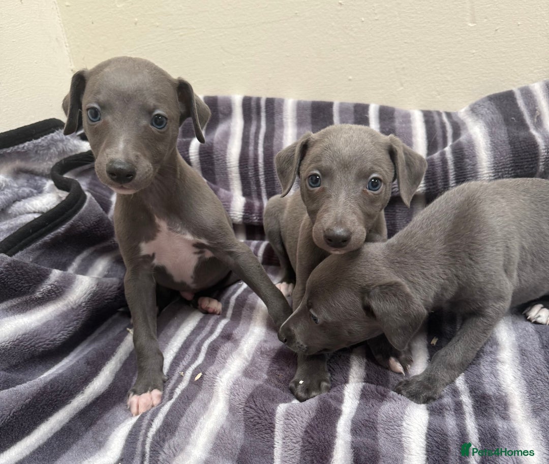 Whippet dogs for sale: Beautiful Whippets - Image 3
