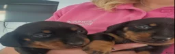 Miniature Dachshund dogs for sale: 4 miniature Dachshund Puppies - Advert 7
