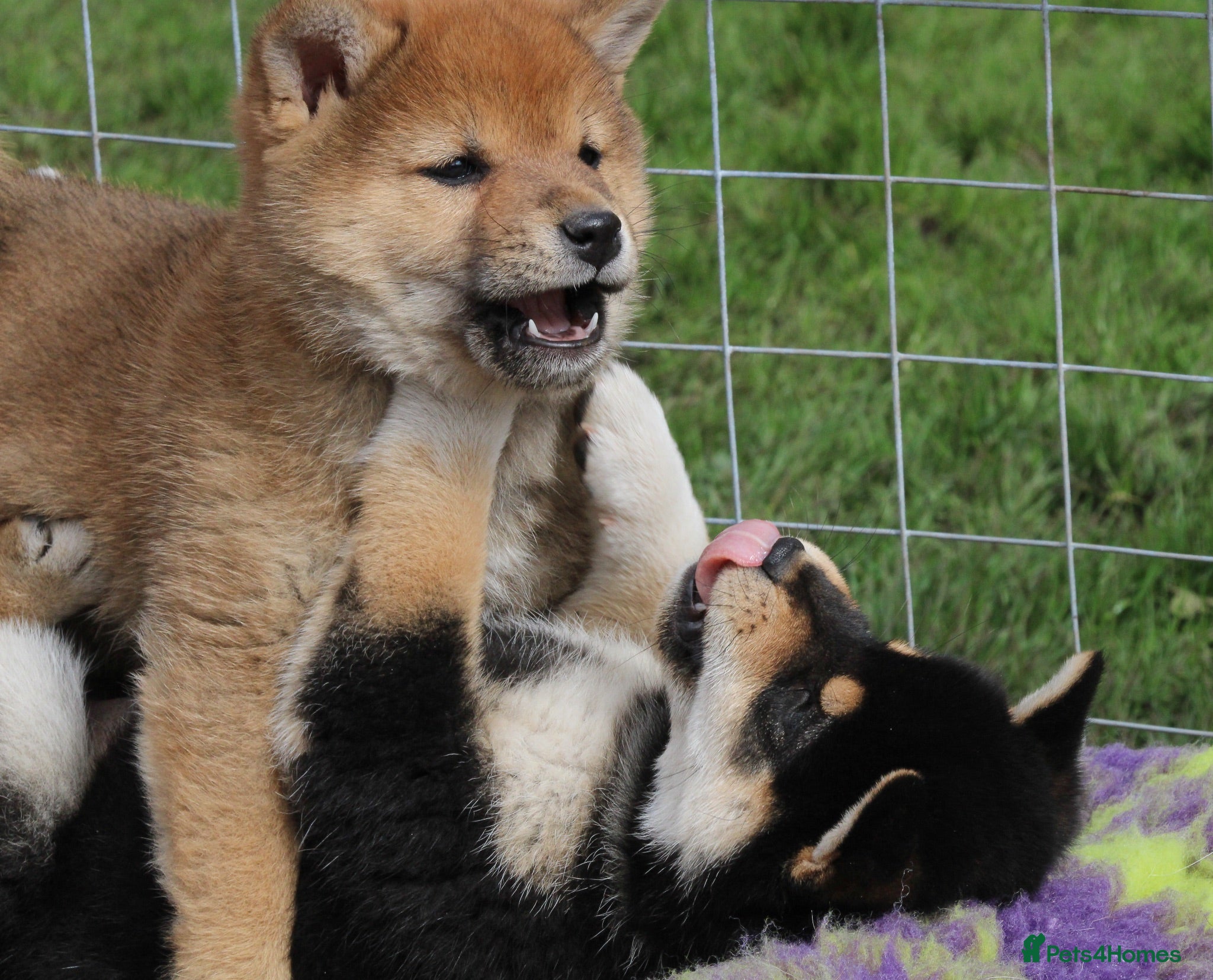 Japanese Shiba Inu dogs Outstanding original Japanese Shiba Inu puppies  - Advert 2