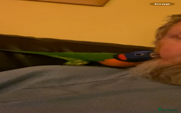 Lories birds for sale: Red collared lorikeet hand raised and silly tame  - Image 6