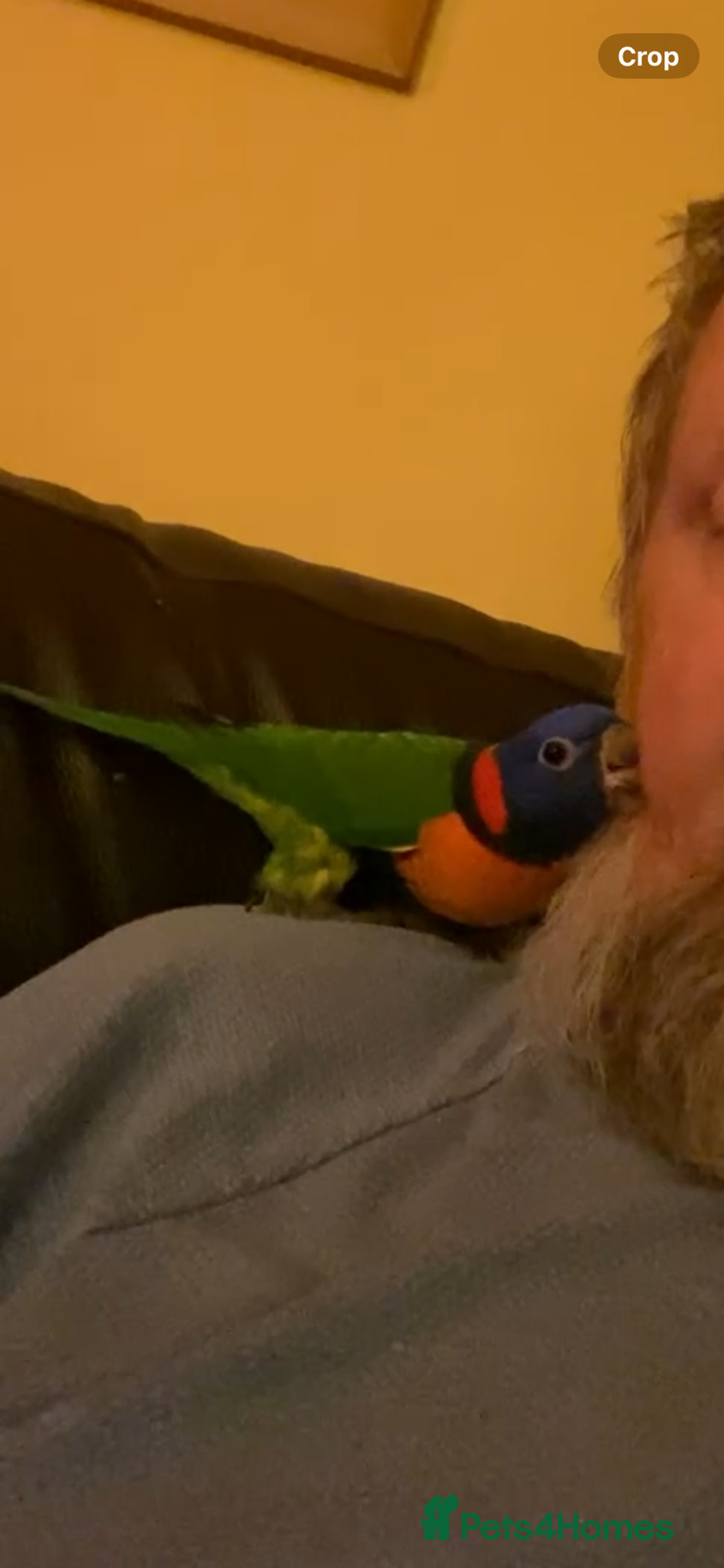 Lories birds for sale: Red collared lorikeet hand raised and silly tame  - Image 6