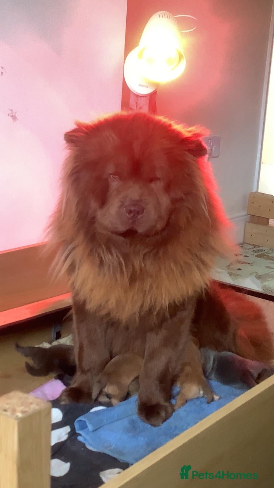 Chow Chow dogs Chow chow puppies - Advert 1