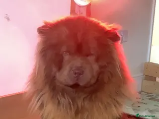 Chow Chow dogs Chow chow puppies - Advert 1