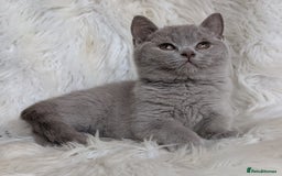 British Shorthair cats for sale: Amazing loving British shorthair kittens  - Image 5