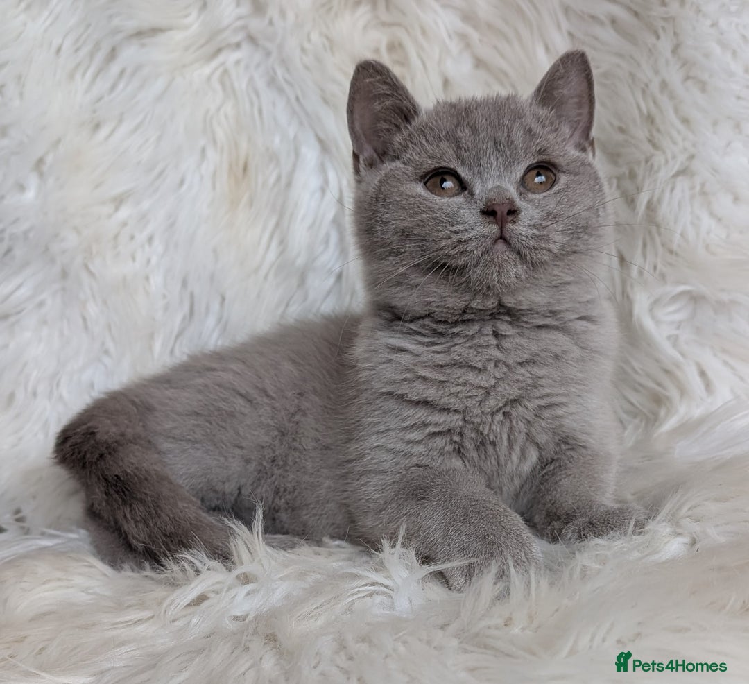 British Shorthair cats for sale: Amazing loving British shorthair kittens  - Image 5