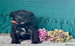 Miniature Schnauzer dogs for sale: Cutest KC Miniature Schnauzers - 3 boys/2 girls - Image 8