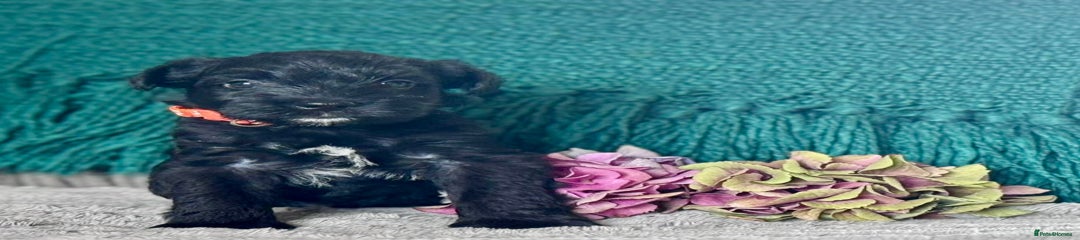 Miniature Schnauzer Puppy 3