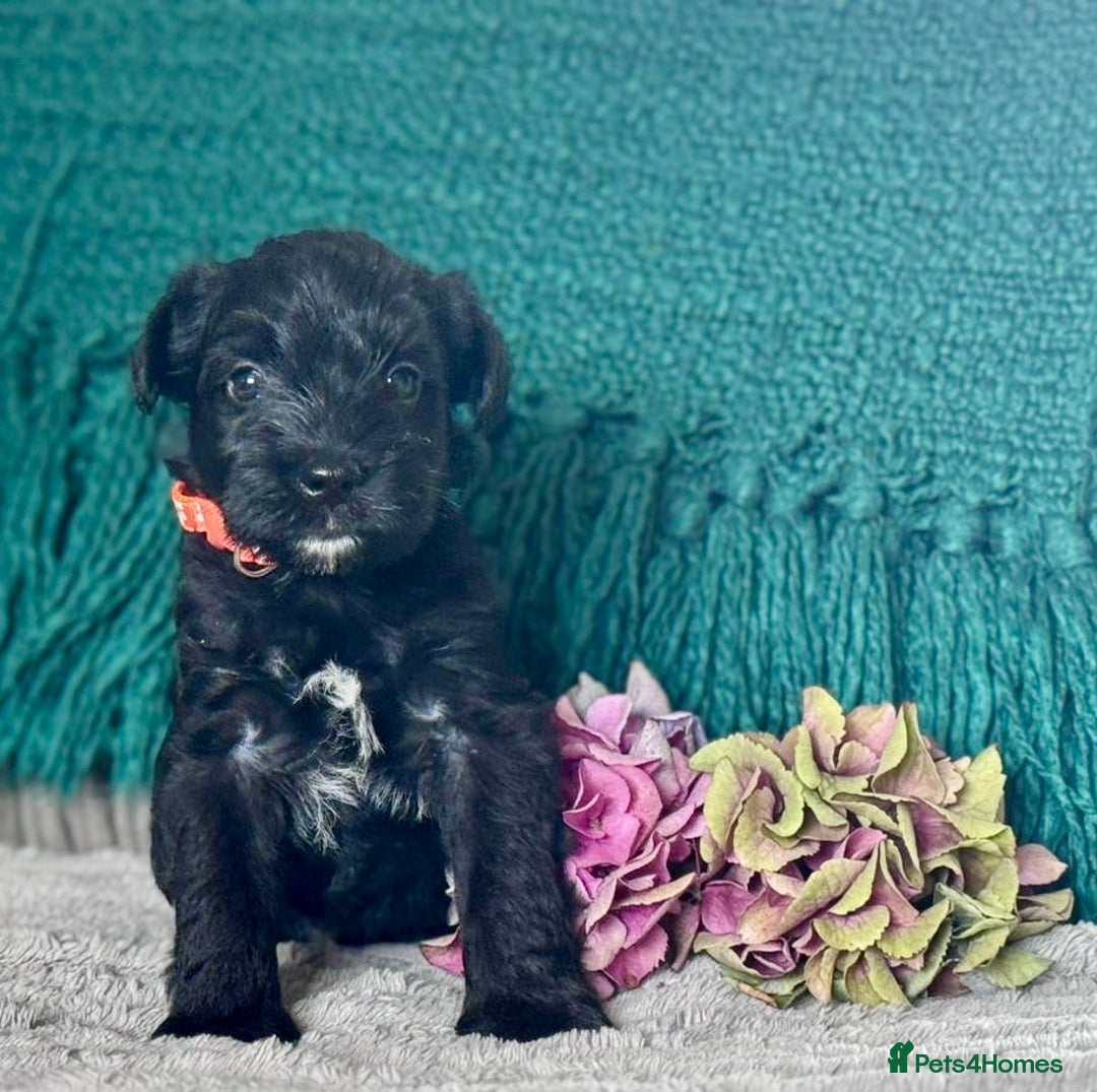 Miniature Schnauzer dogs for sale: Cutest KC Miniature Schnauzers - 3 boys/2 girls - Image 8